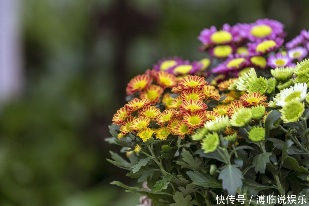 花卉|4种比长寿花还漂亮的花卉，花期270天，鲜艳美丽，花友首选