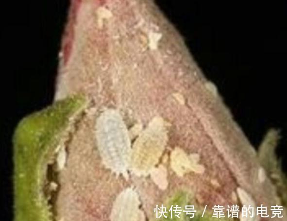 家里养的花卉植物为什么会生病虫害，4个方法帮你解决