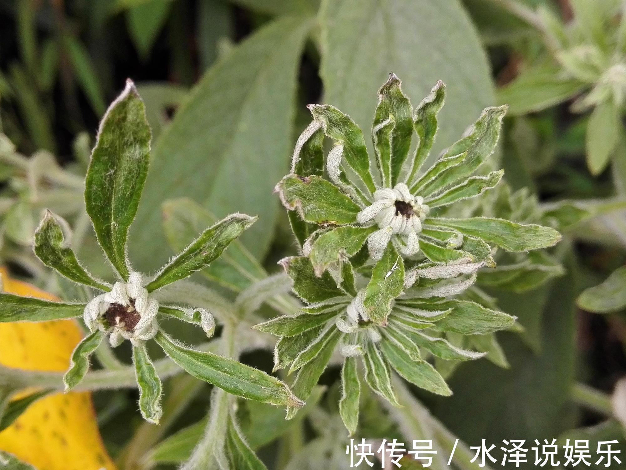 艾纳香|农村这野草价值很珍贵,是民间风湿良药,如今20元一斤成稀罕货