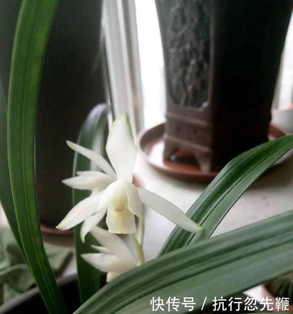 为了养兰花，这哥们儿下了大招了