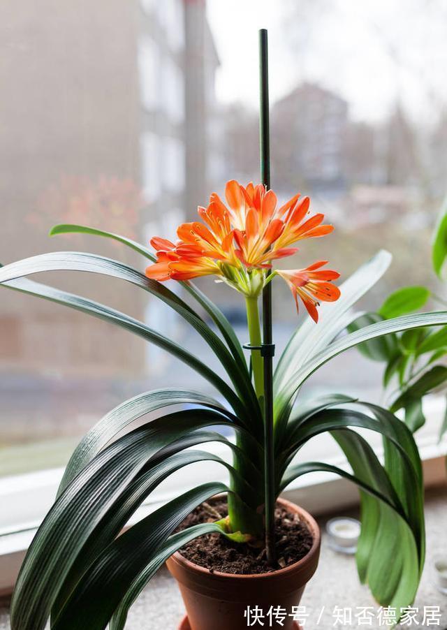 吉祥花|10大“吉祥花”适合养客厅，格调高，株型美，旺财又护家