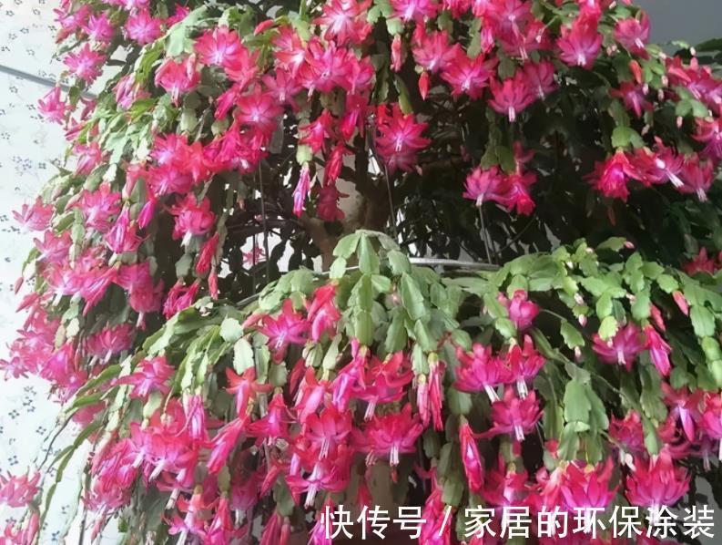 昼夜温差|8、9月养蟹爪兰，掌握住这2个小技巧，到了花期，花量翻倍