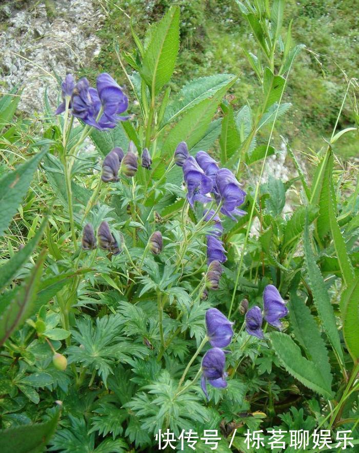 北乌头|关公刮骨疗伤就是中了它的毒,山上很常见,遇到需谨慎!