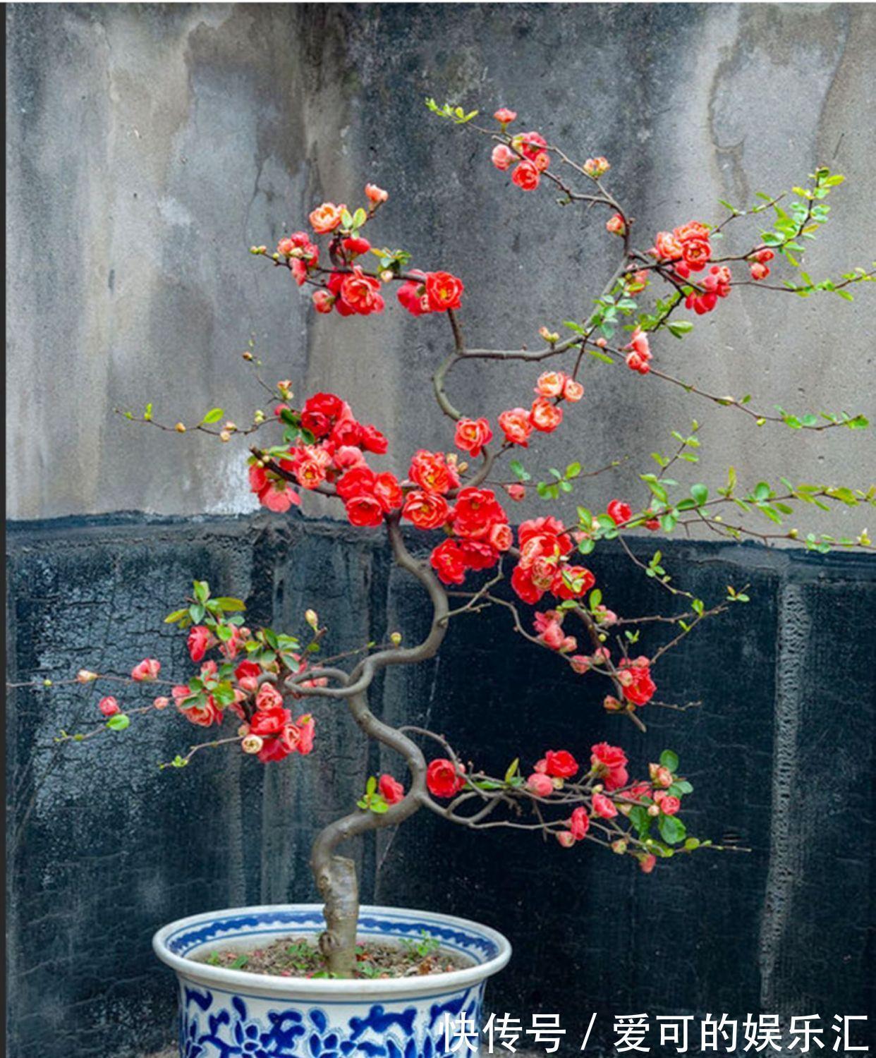 有名的“12种旺财花”,吉祥又大气,养成老桩更“旺家”