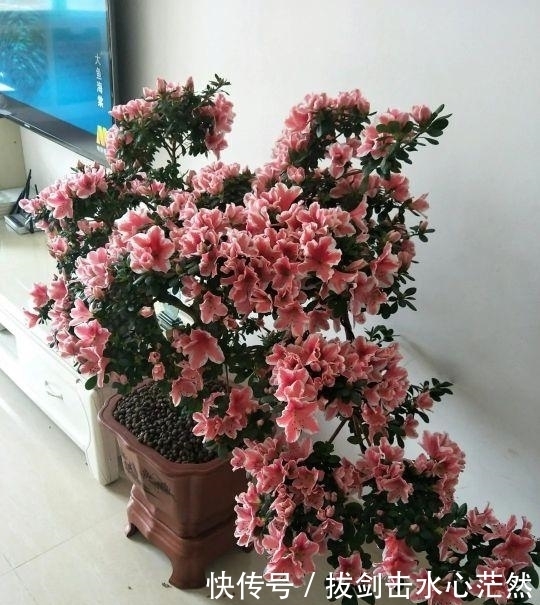 年度十大流行花卉,摆在家里,高贵优雅,又美又仙