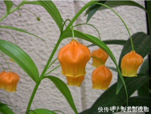 此花花姿别致,开花时犹如一串串灯笼挂满花枝,十分惹人喜爱