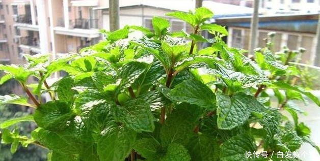 喝水|这些花,命太大,成桶成桶喝水,烈日下开花,开爆整个夏天!