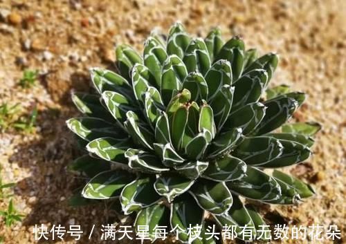 光照|多肉盆栽，天冷不上色怎么办？关小黑屋叶子1个月就变糖果色