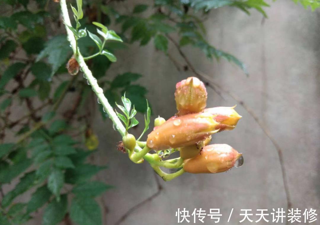 粉蝶|4种花别乱养，天天招虫子，越养越生气