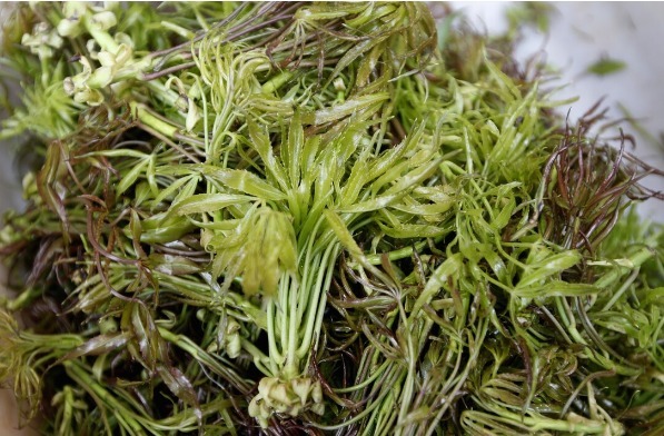 凉拌|65种野菜图片,带你认识不同的野菜和吃法,你想要的野菜这里都有