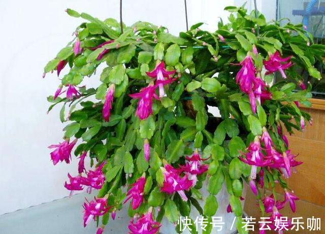 养蟹爪兰，掌握一个小技巧，花儿疯了似的开，叶片都能繁殖一大盆