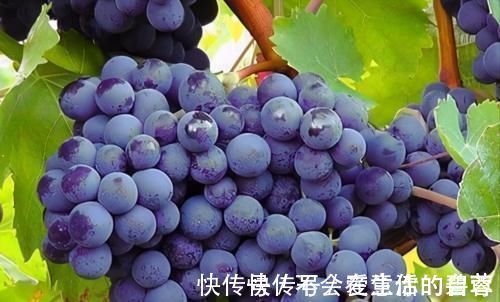 胡医师|高龄者想长寿,常吃3种食物,补充营养,保持良好视力,养心安神