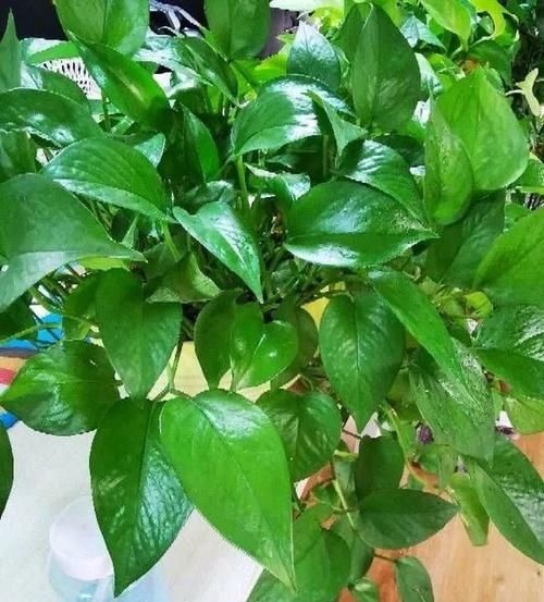 6种“耐阴花”，室内也能生长旺盛，叶色翠绿又开花