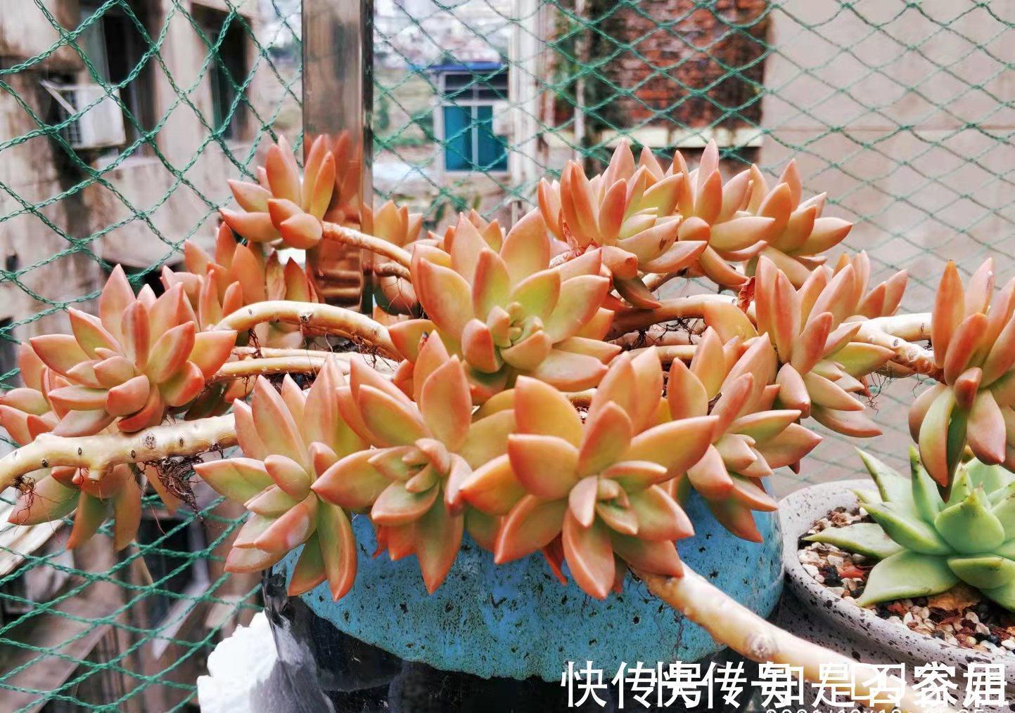 茎秆|多肉铭月皮实又常见,但养好了同样好看,我就喜欢这种好养的多肉