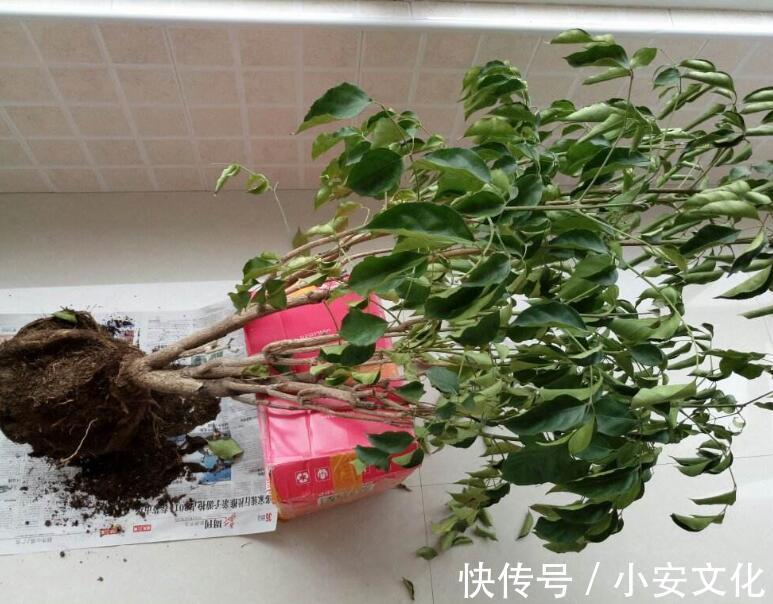 幸福树烂根还有救吗教你3个挽救小妙招，让幸福树“起死回生”