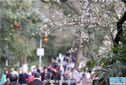 中年|花团锦簇 贵阳黔灵山公园踏青赏花正当时