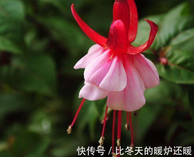 漂亮|3种花适合养在阳台,吊起来养更加漂亮,生命顽强能爆盆,美极了