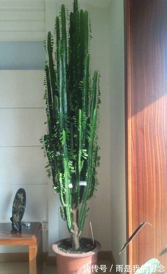 龙骨|立秋后龙骨花如何修剪？教你“3剪法”，侧芽打顶，来年直长2米高