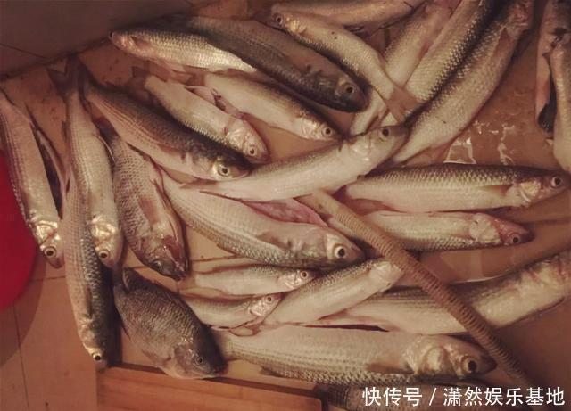 罗飞|珠江“白草鱼”泛滥,钓友爆护后担忧不已:会不会又是外来物种?