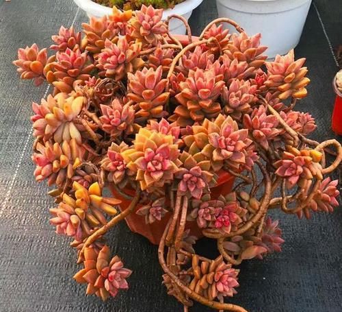 3种多肉，高端大气上档次，容易长成悬崖桩，养护简单色彩艳