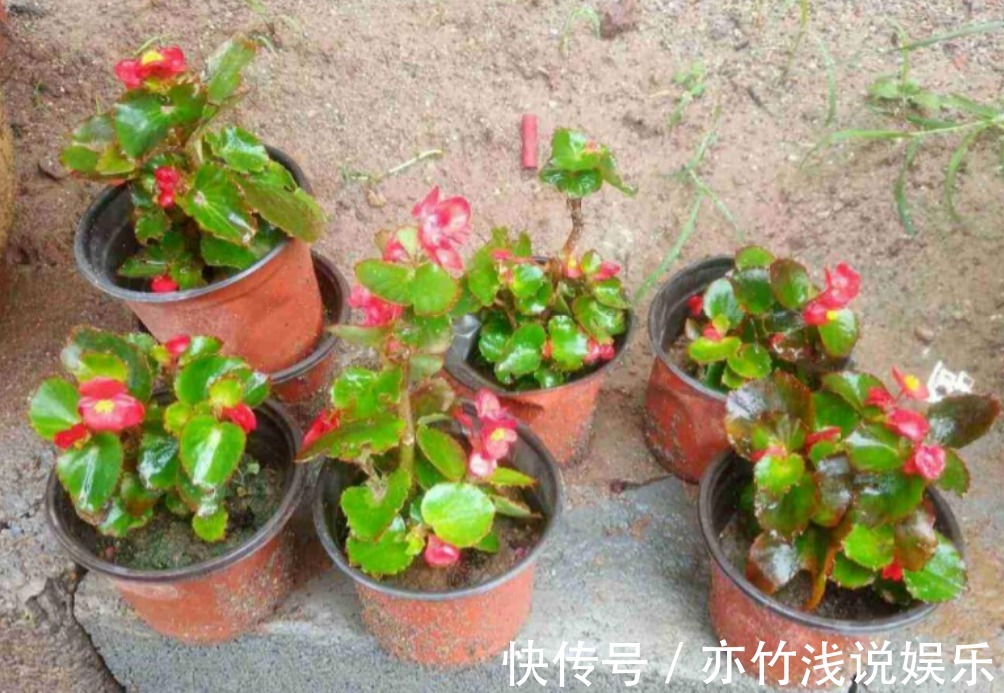 四季海棠|气候四季分明,养花就养这3样,天冷天热花开不停,漂亮好活