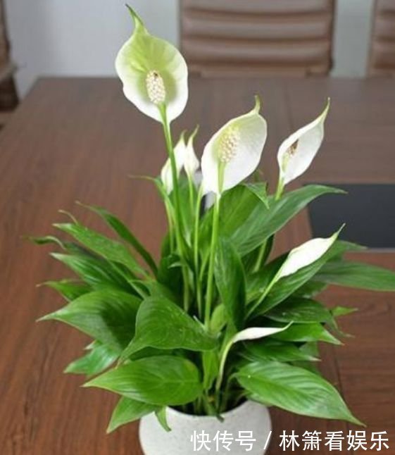 正月二十八,家里养上4种花,旺财又养人,养好了顺风顺水