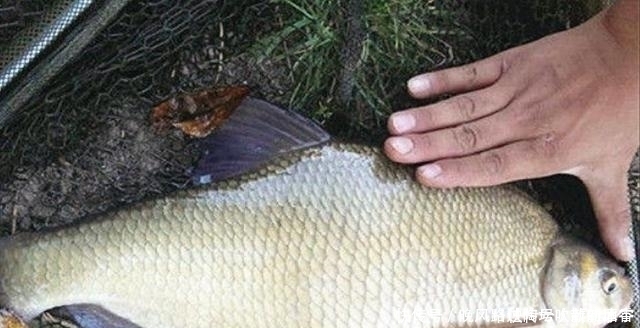 这鳊鱼钓法果然百试不爽,天热后,一周三次钓不过瘾,切记别透露