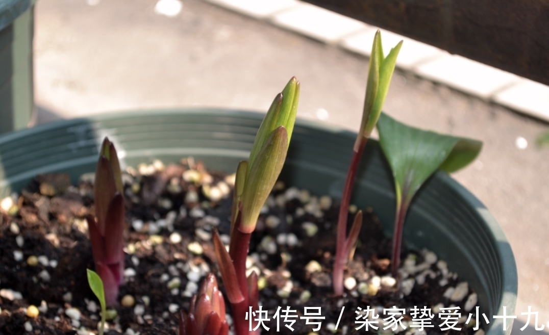 小齐|养花有没有技巧?用心记住“这些事”,就能从养花菜鸟变养花高手