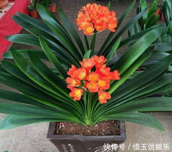 这才是“啤酒”浇花的正确方法,做对了,叶绿花多,越长越茂盛!