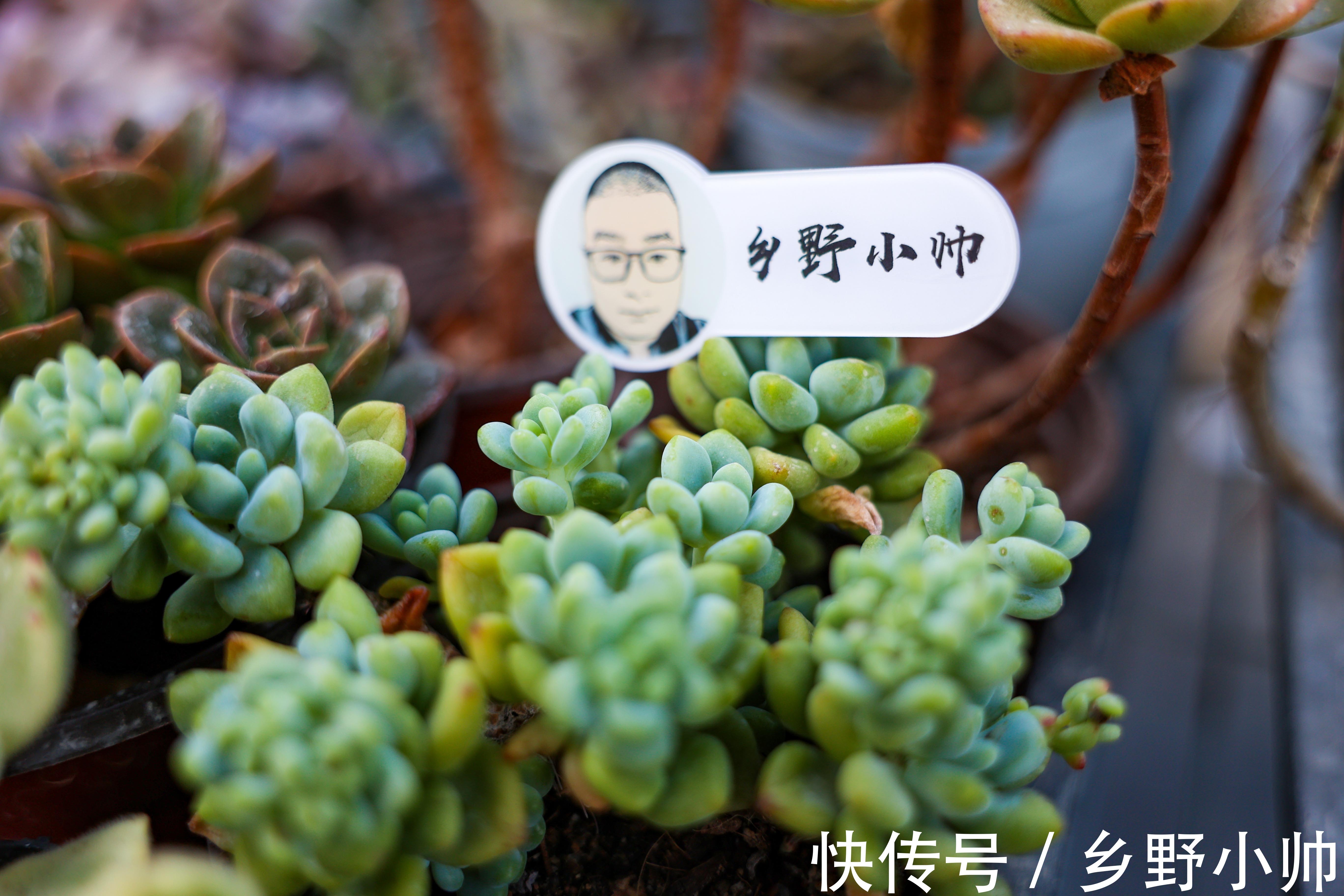 中秋节到了，小帅给大家介绍“祝福系”多肉，款款精品、值得拥有