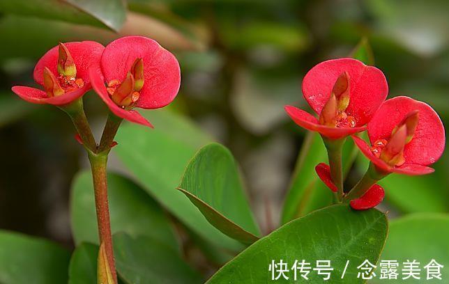 秋冬养花选此4款 埋土里就能活 开花早花香浓 粉紫色