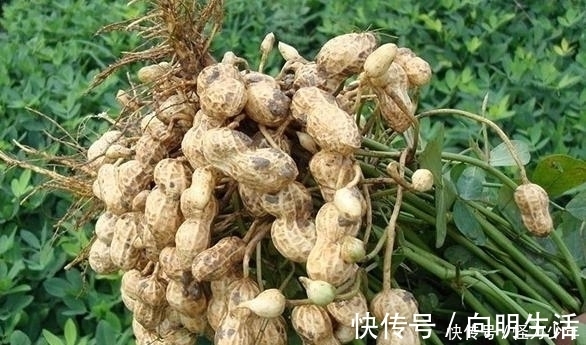 花生米|花生与它是绝配,连吃7天,清血管,降血压,记忆力强,身体棒!