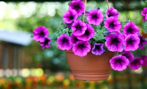 到了2月,该不该将植物盆栽挪出去,如何才能避免错过花期?