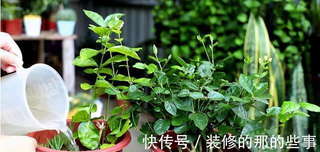 植物|日常简单操作，就让“茉莉”盆栽开花多，其他花草也这样养