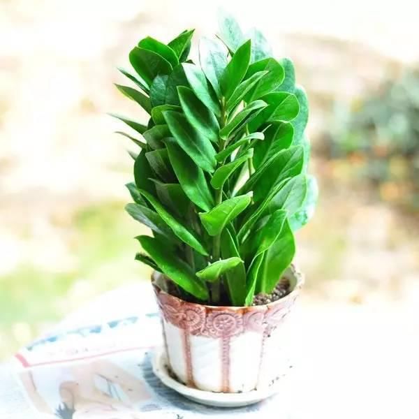 送给那些养花，却总是把花养死的人