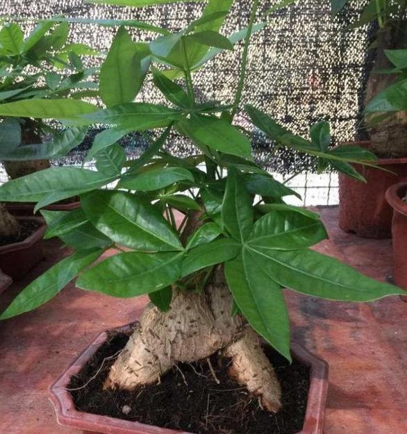 养观叶植物发财树，盆栽打蔫、没精神还生长迟缓该怎么办