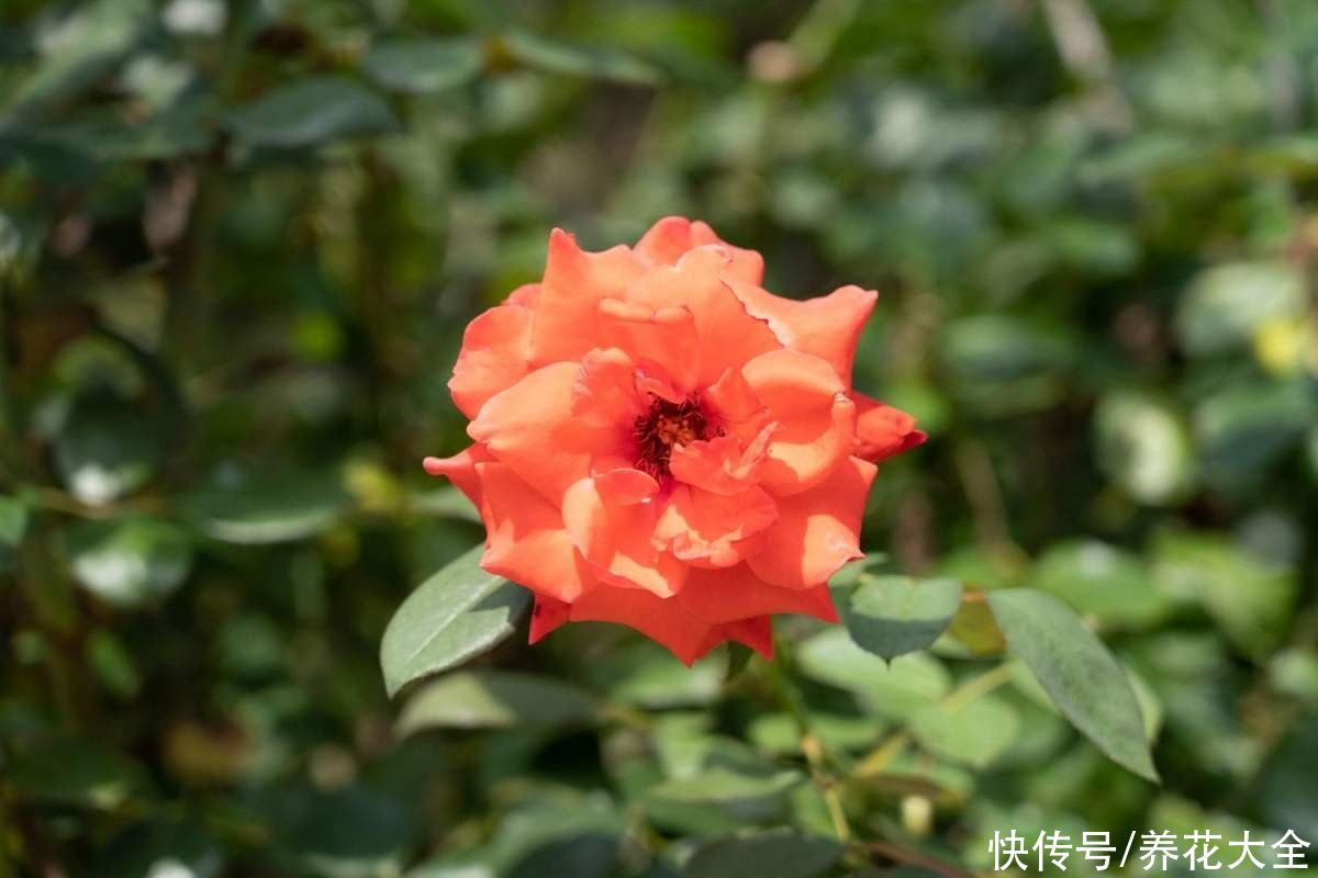 春天去花市买花,套路比年前还多,要擦亮眼睛避免上当