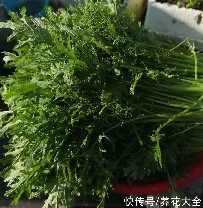 雪里红味道好，雪菜、梅干菜都是它，赶紧在家种几棵