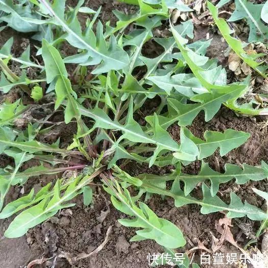 玫花|一杯蒲公英水,六大养生功效,但也有四种人不宜喝,一定要谨记