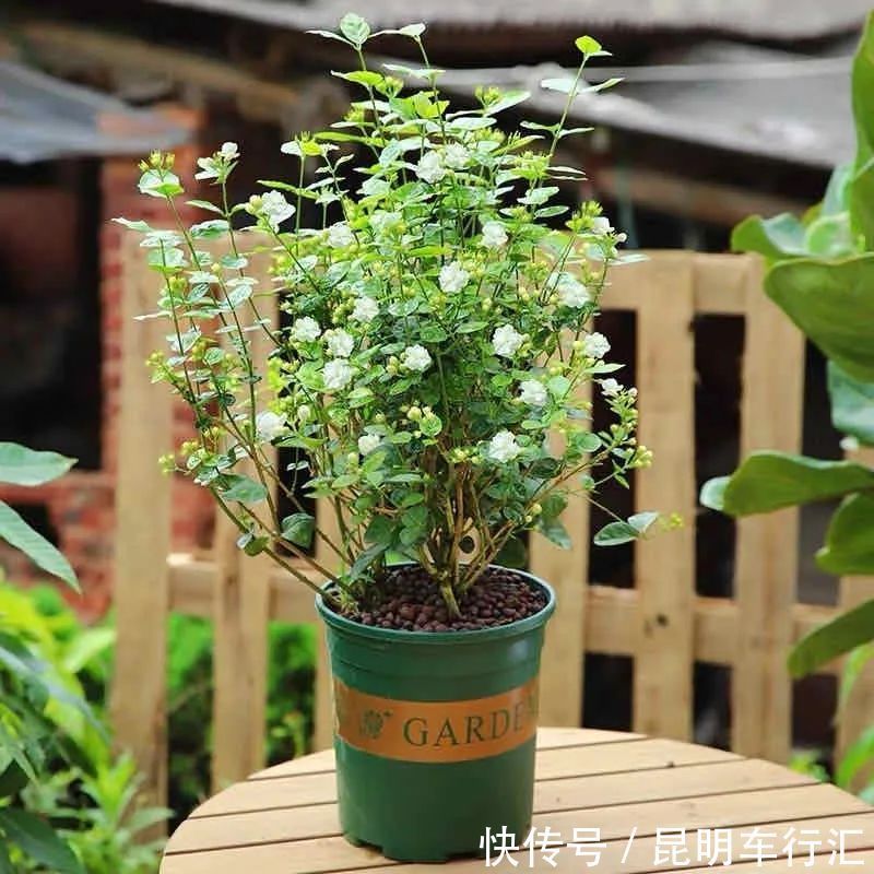 茉莉花|老中医最喜欢的五种花，家里养一盆，越养身体越健康，你家养了吗