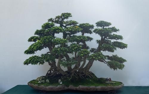 盆景造型优劣，首看根盘，这3个操作的经验，让你创作出优质根盘