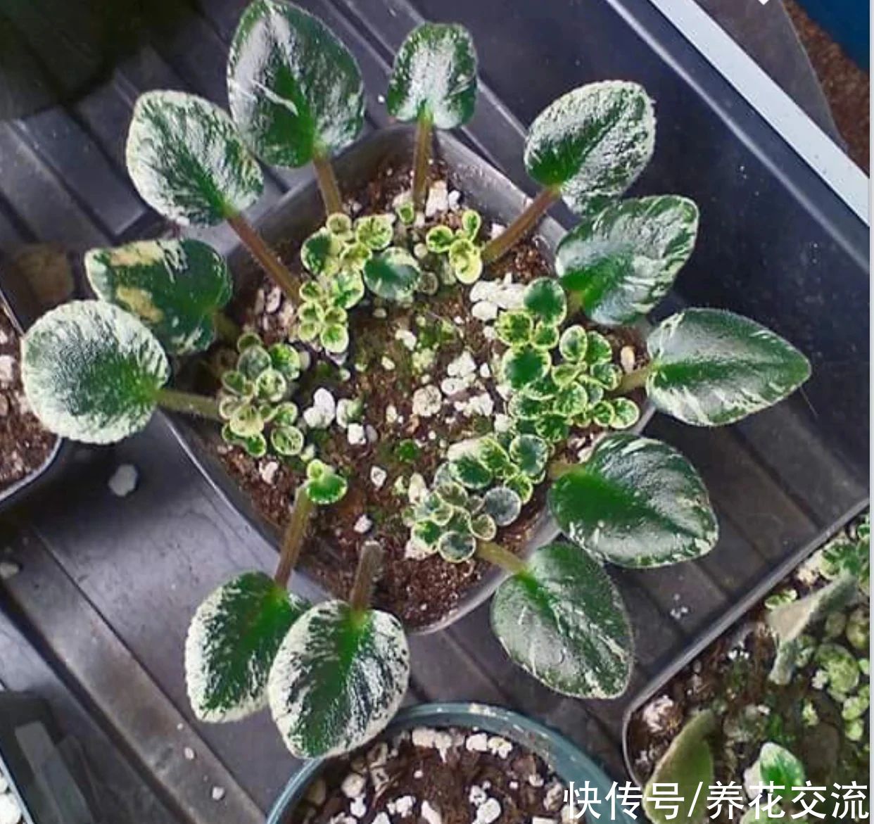  植物|耐阴室内开花植物“大家族”，低光照可开花，植株小巧，适合新手