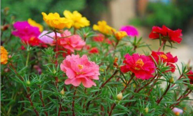 4种花适合新手养,不用费心,开起花来“拦”不住,美不胜收