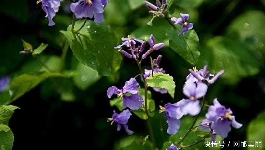 心血管|它是农村“救命草”,治心血管,清热解毒,祛毒健体,你认识吗