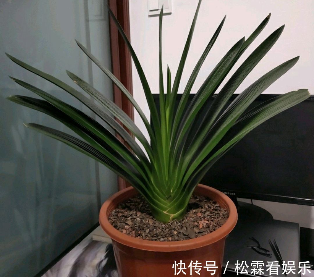 君子兰叶片发黄乱糟糟只需换个位置,叶片绿油油,规律似蒲扇