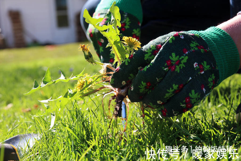 独头蒜|5种“土里长出的青霉素”,一周吃两回,杀菌又消炎,家人身体好