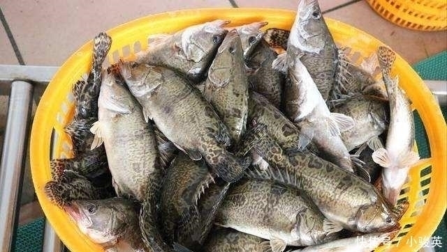 此鱼我国独有,人称“鱼中上品”,新鲜的没人吃,放臭后才是美味
