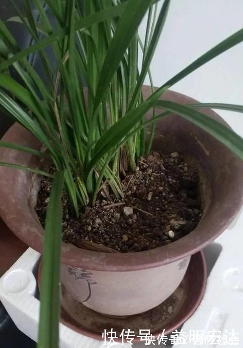 土壤|养花土里掺点它,碱性变酸性,花卉叶子呼呼长!