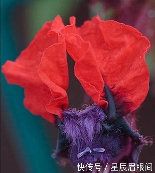 动物|花儿也疯狂,明明是花,就是不认输,非要长的和动物一模一样