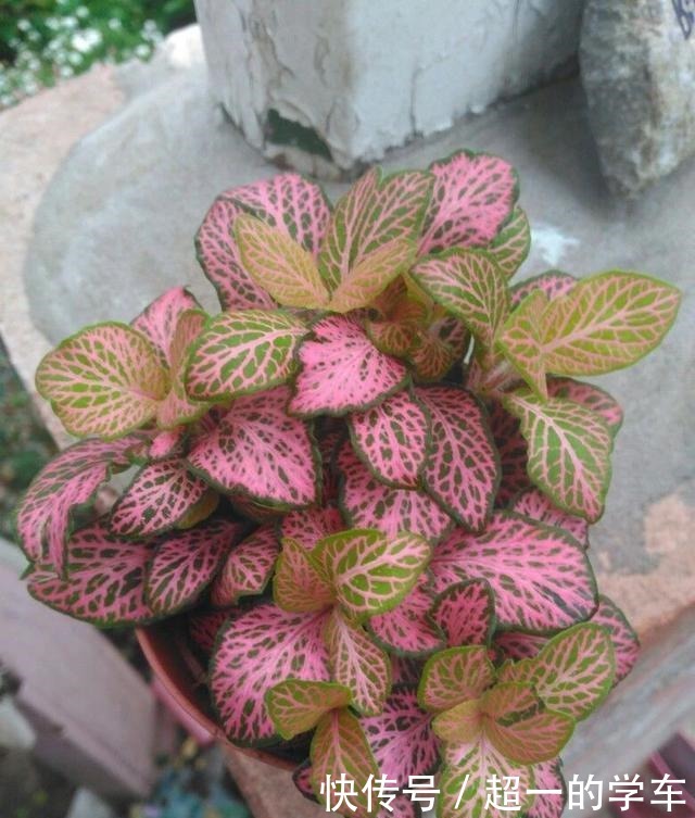 卫生间里少不了8种植物,水培土培都可以,阴凉潮湿处容易养好!